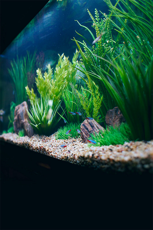 Neon Tetra